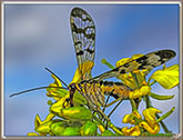 Mouche Scorpion